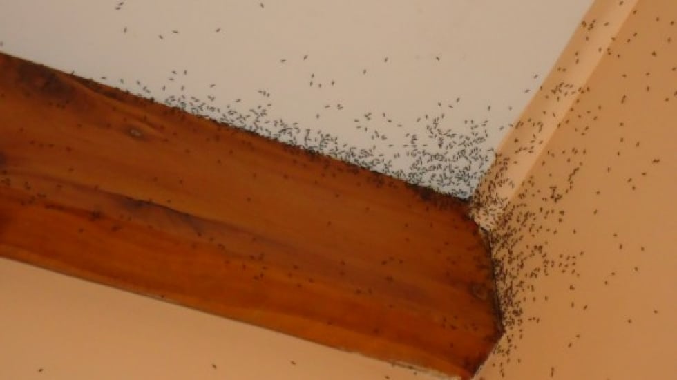 How To Get Rid of Ants | Ant Removal