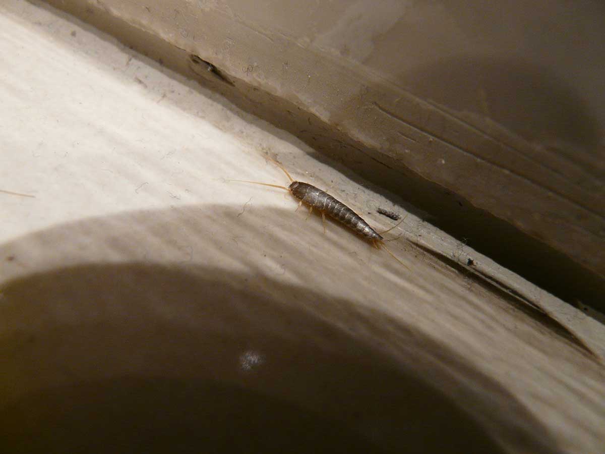 silverfish removal from home