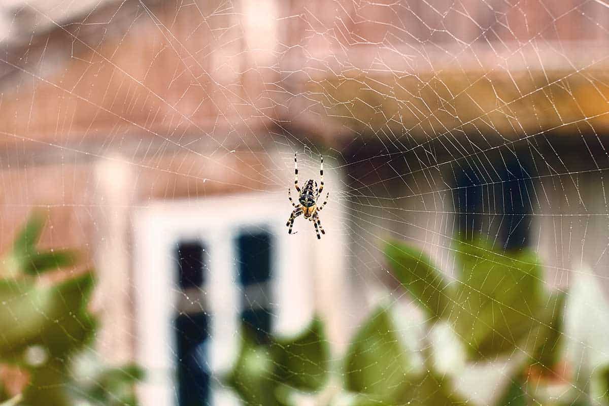 spider control outside house